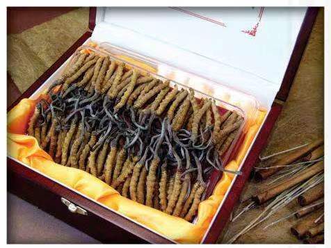 静乐冬虫夏草回收